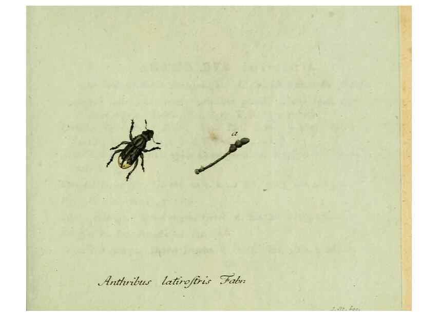 Reproducción/Reproduction 36327707516: Favnae insectorvm Germanicae initia, oder, Deutschlands Insecten /. Nürnberg :In den Felseckerschen Buchhandlung,1796-1813.