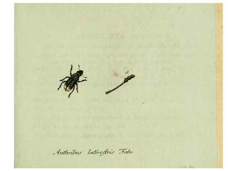 Reproducción/Reproduction 36327707516: Favnae insectorvm Germanicae initia, oder, Deutschlands Insecten /. Nürnberg :In den Felseckerschen Buchhandlung,1796-1813.