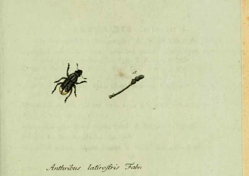 Reproducción/Reproduction 36327707516: Favnae insectorvm Germanicae initia, oder, Deutschlands Insecten /. Nürnberg :In den Felseckerschen Buchhandlung,1796-1813.