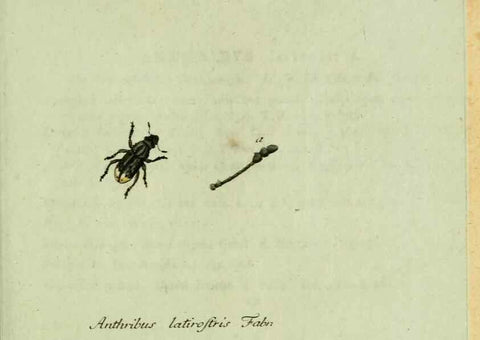 Reproducción/Reproduction 36327707516: Favnae insectorvm Germanicae initia, oder, Deutschlands Insecten /. Nürnberg :In den Felseckerschen Buchhandlung,1796-1813.