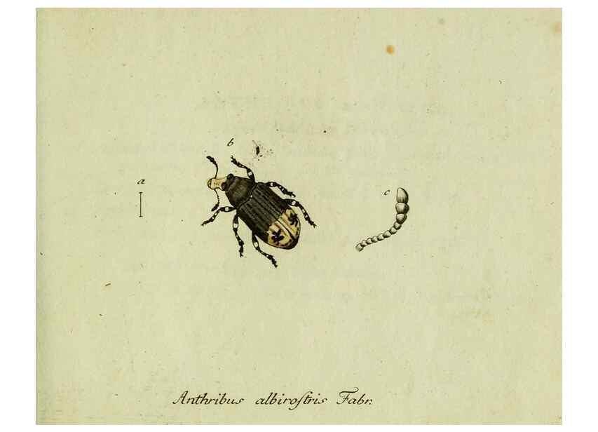 Reproducción/Reproduction 36327708626: Favnae insectorvm Germanicae initia, oder, Deutschlands Insecten /. Nürnberg :In den Felseckerschen Buchhandlung,1796-1813.
