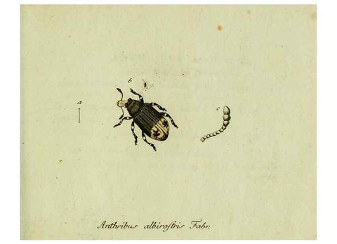 Reproducción/Reproduction 36327708626: Favnae insectorvm Germanicae initia, oder, Deutschlands Insecten /. Nürnberg :In den Felseckerschen Buchhandlung,1796-1813.