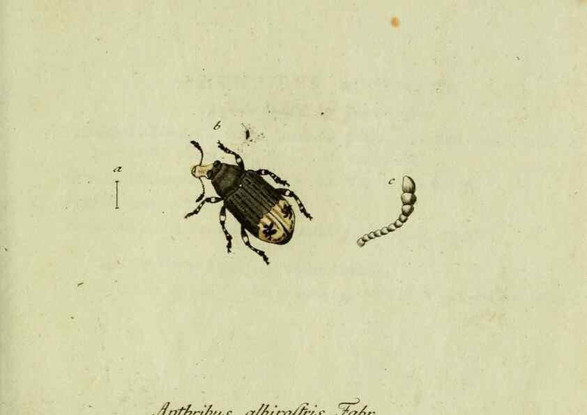 Reproducción/Reproduction 36327708626: Favnae insectorvm Germanicae initia, oder, Deutschlands Insecten /. Nürnberg :In den Felseckerschen Buchhandlung,1796-1813.