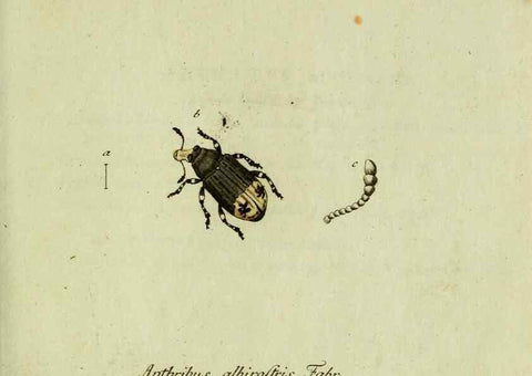 Reproducción/Reproduction 36327708626: Favnae insectorvm Germanicae initia, oder, Deutschlands Insecten /. Nürnberg :In den Felseckerschen Buchhandlung,1796-1813.