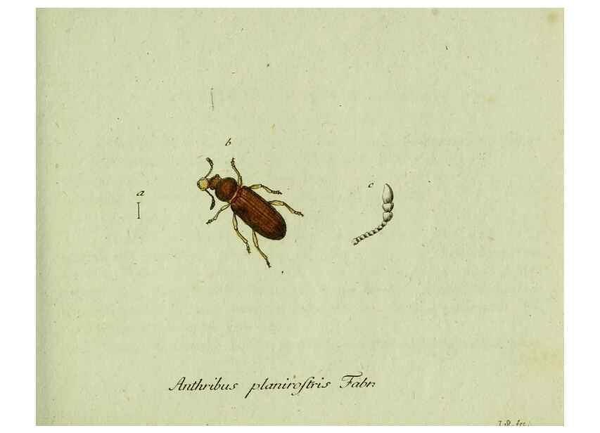 Reproducción/Reproduction 36327710196: Favnae insectorvm Germanicae initia, oder, Deutschlands Insecten /. Nürnberg :In den Felseckerschen Buchhandlung,1796-1813.