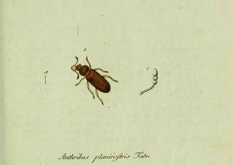 Reproducción/Reproduction 36327710196: Favnae insectorvm Germanicae initia, oder, Deutschlands Insecten /. Nürnberg :In den Felseckerschen Buchhandlung,1796-1813.