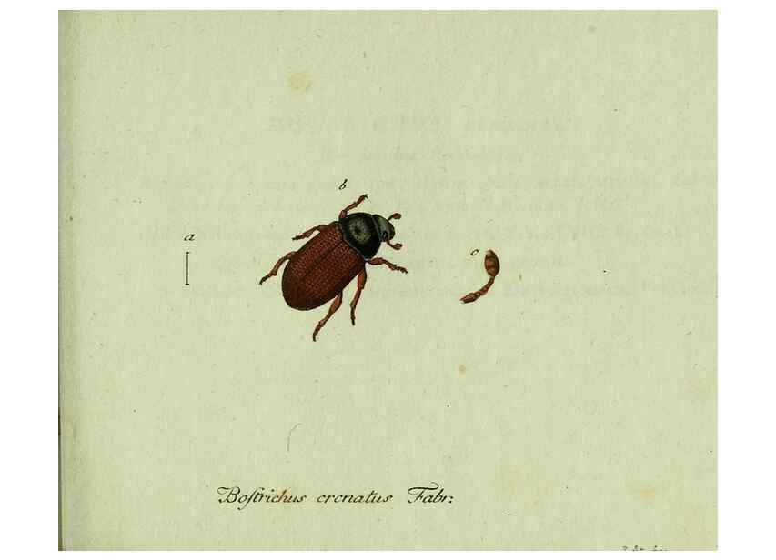 Reproducción/Reproduction 36327700606: Favnae insectorvm Germanicae initia, oder, Deutschlands Insecten /. Nürnberg :In den Felseckerschen Buchhandlung,1796-1813.