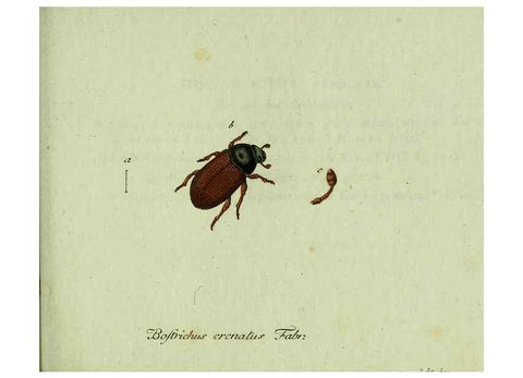 Reproducción/Reproduction 36327700606: Favnae insectorvm Germanicae initia, oder, Deutschlands Insecten /. Nürnberg :In den Felseckerschen Buchhandlung,1796-1813.