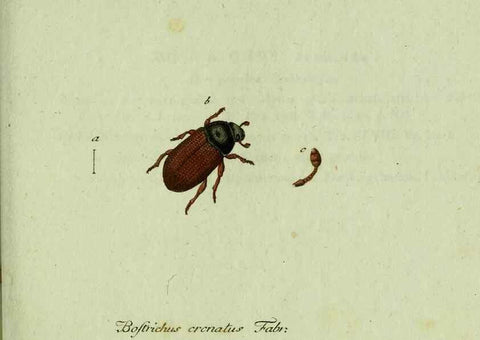 Reproducción/Reproduction 36327700606: Favnae insectorvm Germanicae initia, oder, Deutschlands Insecten /. Nürnberg :In den Felseckerschen Buchhandlung,1796-1813.