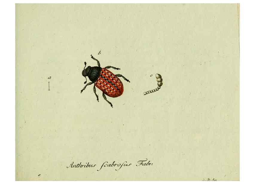 Reproducción/Reproduction 35536646004: Favnae insectorvm Germanicae initia, oder, Deutschlands Insecten /. Nürnberg :In den Felseckerschen Buchhandlung,1796-1813.