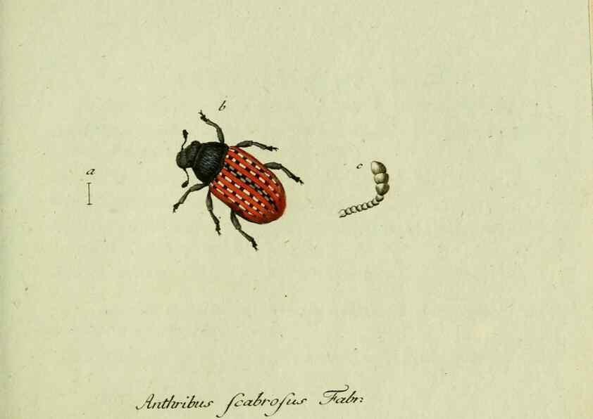 Reproducción/Reproduction 35536646004: Favnae insectorvm Germanicae initia, oder, Deutschlands Insecten /. Nürnberg :In den Felseckerschen Buchhandlung,1796-1813.