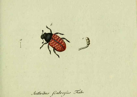 Reproducción/Reproduction 35536646004: Favnae insectorvm Germanicae initia, oder, Deutschlands Insecten /. Nürnberg :In den Felseckerschen Buchhandlung,1796-1813.
