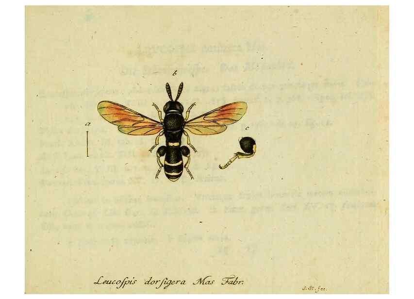 Reproducción/Reproduction 35536649104: Favnae insectorvm Germanicae initia, oder, Deutschlands Insecten /. Nürnberg :In den Felseckerschen Buchhandlung,1796-1813.