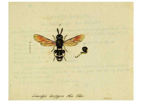 Reproducción/Reproduction 35536649104: Favnae insectorvm Germanicae initia, oder, Deutschlands Insecten /. Nürnberg :In den Felseckerschen Buchhandlung,1796-1813.