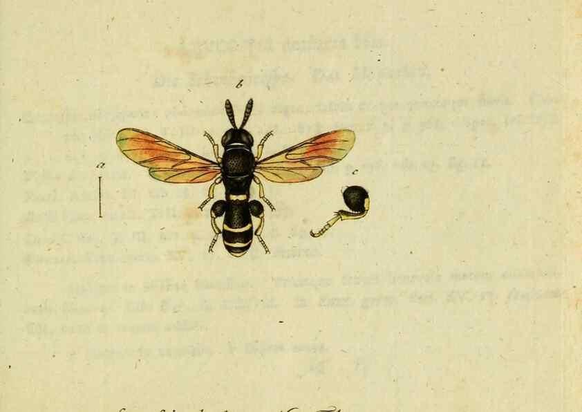 Reproducción/Reproduction 35536649104: Favnae insectorvm Germanicae initia, oder, Deutschlands Insecten /. Nürnberg :In den Felseckerschen Buchhandlung,1796-1813.