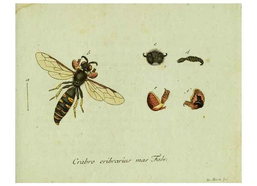 Reproducción/Reproduction 35536650254: Favnae insectorvm Germanicae initia, oder, Deutschlands Insecten /. Nürnberg :In den Felseckerschen Buchhandlung,1796-1813.