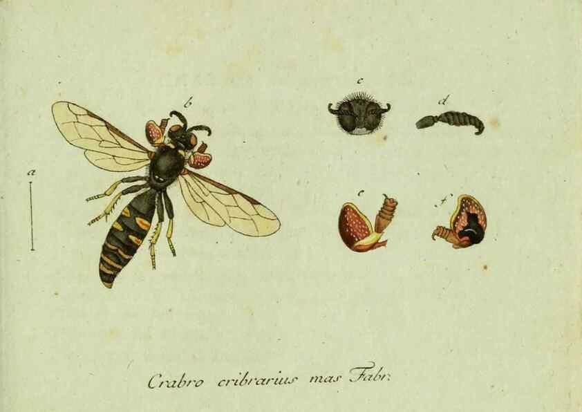 Reproducción/Reproduction 35536650254: Favnae insectorvm Germanicae initia, oder, Deutschlands Insecten /. Nürnberg :In den Felseckerschen Buchhandlung,1796-1813.