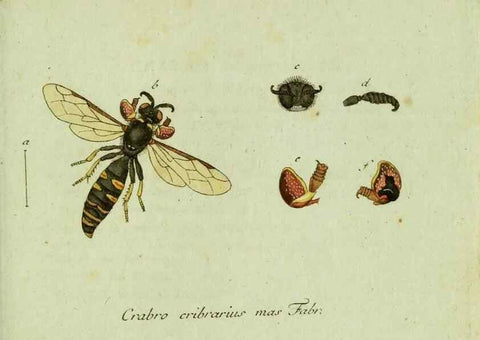Reproducción/Reproduction 35536650254: Favnae insectorvm Germanicae initia, oder, Deutschlands Insecten /. Nürnberg :In den Felseckerschen Buchhandlung,1796-1813.