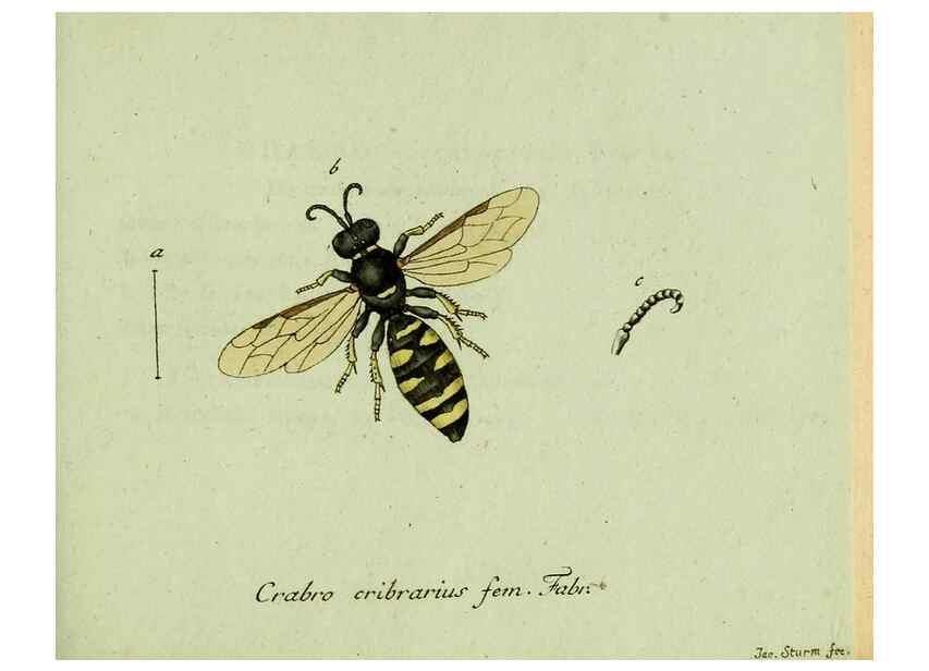 Reproducción/Reproduction 35564112343: Favnae insectorvm Germanicae initia, oder, Deutschlands Insecten /. Nürnberg :In den Felseckerschen Buchhandlung,1796-1813.