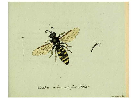 Reproducción/Reproduction 35564112343: Favnae insectorvm Germanicae initia, oder, Deutschlands Insecten /. Nürnberg :In den Felseckerschen Buchhandlung,1796-1813.