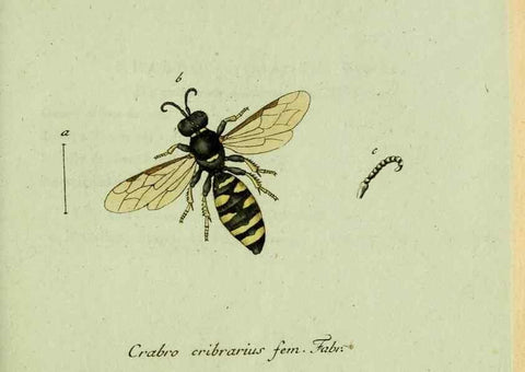 Reproducción/Reproduction 35564112343: Favnae insectorvm Germanicae initia, oder, Deutschlands Insecten /. Nürnberg :In den Felseckerschen Buchhandlung,1796-1813.
