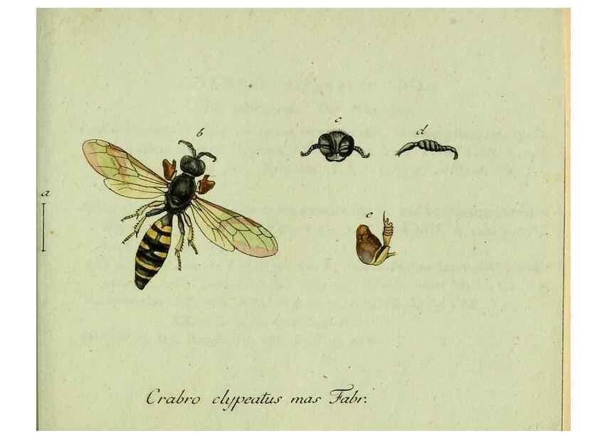 Reproducción/Reproduction 35564113373: Favnae insectorvm Germanicae initia, oder, Deutschlands Insecten /. Nürnberg :In den Felseckerschen Buchhandlung,1796-1813.