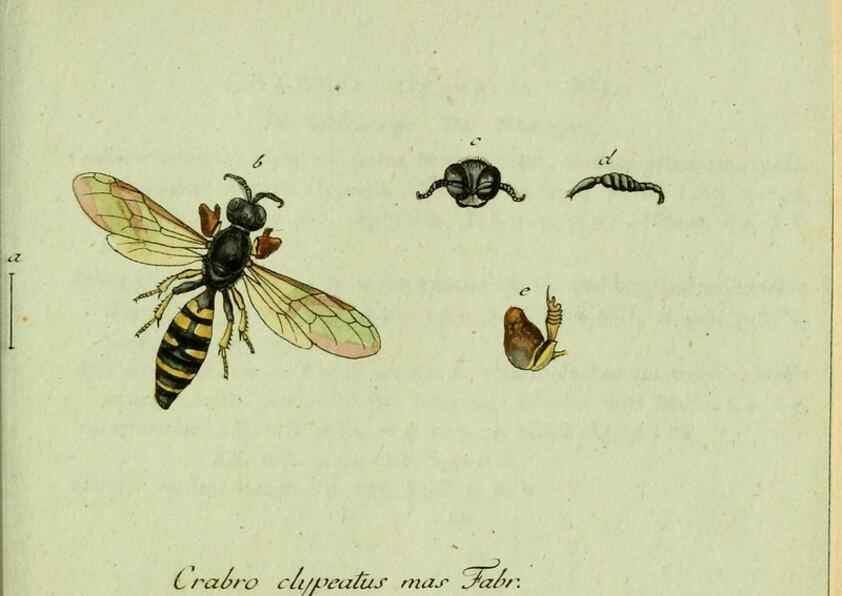 Reproducción/Reproduction 35564113373: Favnae insectorvm Germanicae initia, oder, Deutschlands Insecten /. Nürnberg :In den Felseckerschen Buchhandlung,1796-1813.