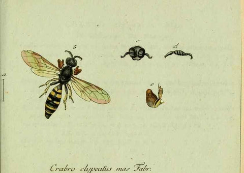 Reproducción/Reproduction 35564113373: Favnae insectorvm Germanicae initia, oder, Deutschlands Insecten /. Nürnberg :In den Felseckerschen Buchhandlung,1796-1813.