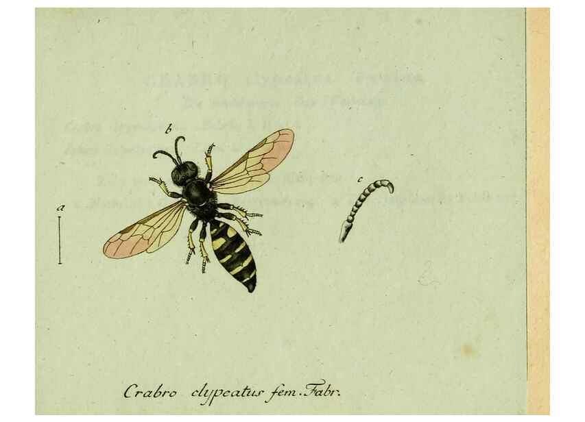 Reproducción/Reproduction 35564114493: Favnae insectorvm Germanicae initia, oder, Deutschlands Insecten /. Nürnberg :In den Felseckerschen Buchhandlung,1796-1813.