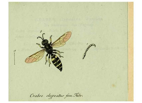 Reproducción/Reproduction 35564114493: Favnae insectorvm Germanicae initia, oder, Deutschlands Insecten /. Nürnberg :In den Felseckerschen Buchhandlung,1796-1813.