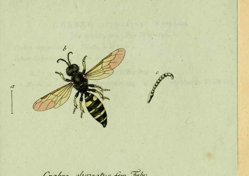 Reproducción/Reproduction 35564114493: Favnae insectorvm Germanicae initia, oder, Deutschlands Insecten /. Nürnberg :In den Felseckerschen Buchhandlung,1796-1813.