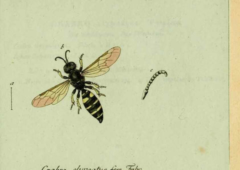 Reproducción/Reproduction 35564114493: Favnae insectorvm Germanicae initia, oder, Deutschlands Insecten /. Nürnberg :In den Felseckerschen Buchhandlung,1796-1813.