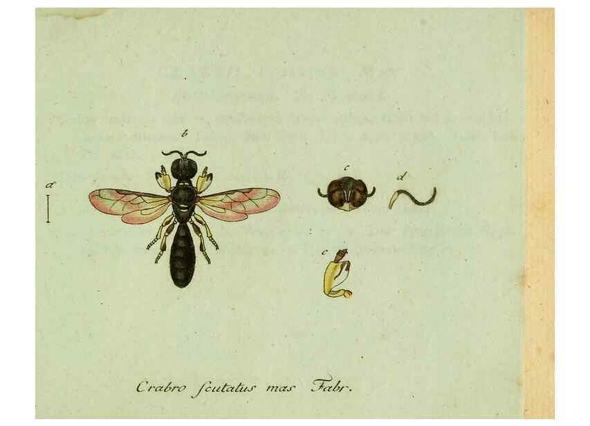 Reproducción/Reproduction 35564115473: Favnae insectorvm Germanicae initia, oder, Deutschlands Insecten /. Nürnberg :In den Felseckerschen Buchhandlung,1796-1813.