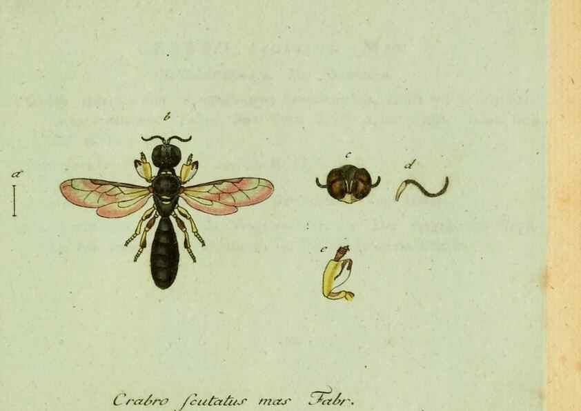 Reproducción/Reproduction 35564115473: Favnae insectorvm Germanicae initia, oder, Deutschlands Insecten /. Nürnberg :In den Felseckerschen Buchhandlung,1796-1813.
