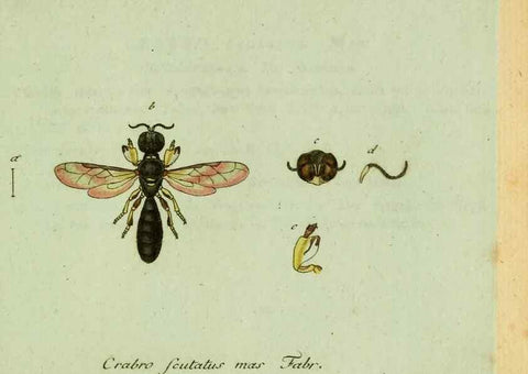 Reproducción/Reproduction 35564115473: Favnae insectorvm Germanicae initia, oder, Deutschlands Insecten /. Nürnberg :In den Felseckerschen Buchhandlung,1796-1813.