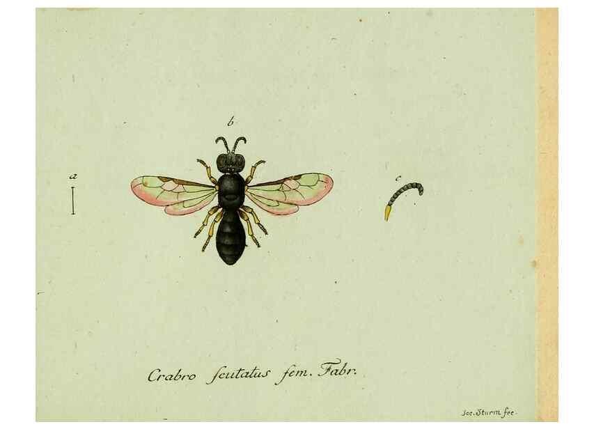 Reproducción/Reproduction 35564116283: Favnae insectorvm Germanicae initia, oder, Deutschlands Insecten /. Nürnberg :In den Felseckerschen Buchhandlung,1796-1813.