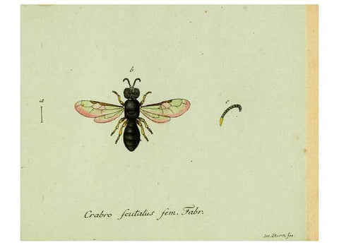 Reproducción/Reproduction 35564116283: Favnae insectorvm Germanicae initia, oder, Deutschlands Insecten /. Nürnberg :In den Felseckerschen Buchhandlung,1796-1813.