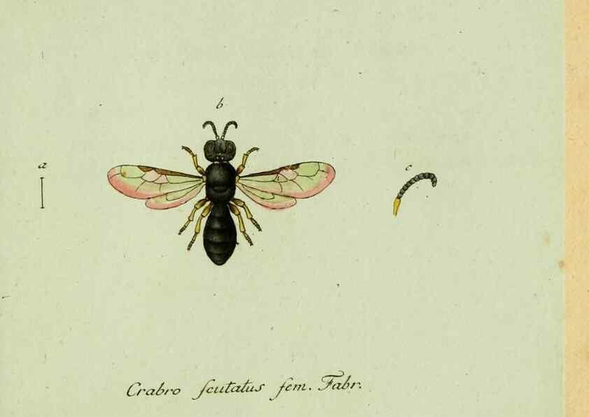 Reproducción/Reproduction 35564116283: Favnae insectorvm Germanicae initia, oder, Deutschlands Insecten /. Nürnberg :In den Felseckerschen Buchhandlung,1796-1813.