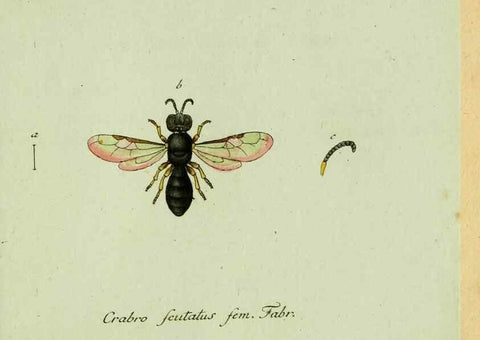 Reproducción/Reproduction 35564116283: Favnae insectorvm Germanicae initia, oder, Deutschlands Insecten /. Nürnberg :In den Felseckerschen Buchhandlung,1796-1813.