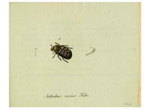 Reproducción/Reproduction 35536647564: Favnae insectorvm Germanicae initia, oder, Deutschlands Insecten /. Nürnberg :In den Felseckerschen Buchhandlung,1796-1813.