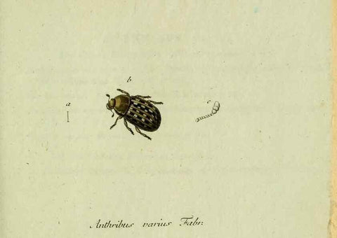 Reproducción/Reproduction 35536647564: Favnae insectorvm Germanicae initia, oder, Deutschlands Insecten /. Nürnberg :In den Felseckerschen Buchhandlung,1796-1813.