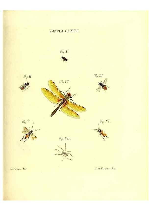 Reproducción/Reproduction 36206064852: Iacobi Christiani Schaefferi s.s. theologiae et philosophiae doctoris ... Icones insectorum circa Ratisbonam indigenorum :. Ratisbonae :Typis Breitfeldianis,MDCCLXXIX [1766-1779]