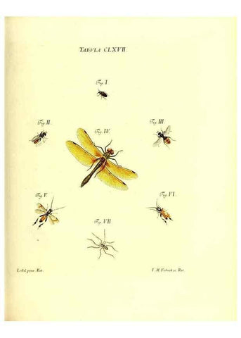 Reproducción/Reproduction 36206064852: Iacobi Christiani Schaefferi s.s. theologiae et philosophiae doctoris ... Icones insectorum circa Ratisbonam indigenorum :. Ratisbonae :Typis Breitfeldianis,MDCCLXXIX [1766-1779]