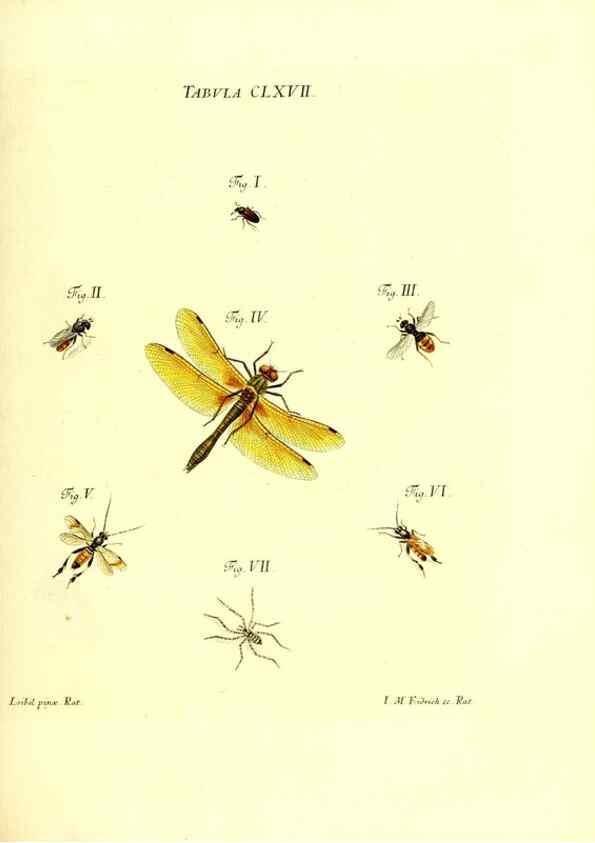 Reproducción/Reproduction 36206064852: Iacobi Christiani Schaefferi s.s. theologiae et philosophiae doctoris ... Icones insectorum circa Ratisbonam indigenorum :. Ratisbonae :Typis Breitfeldianis,MDCCLXXIX [1766-1779]