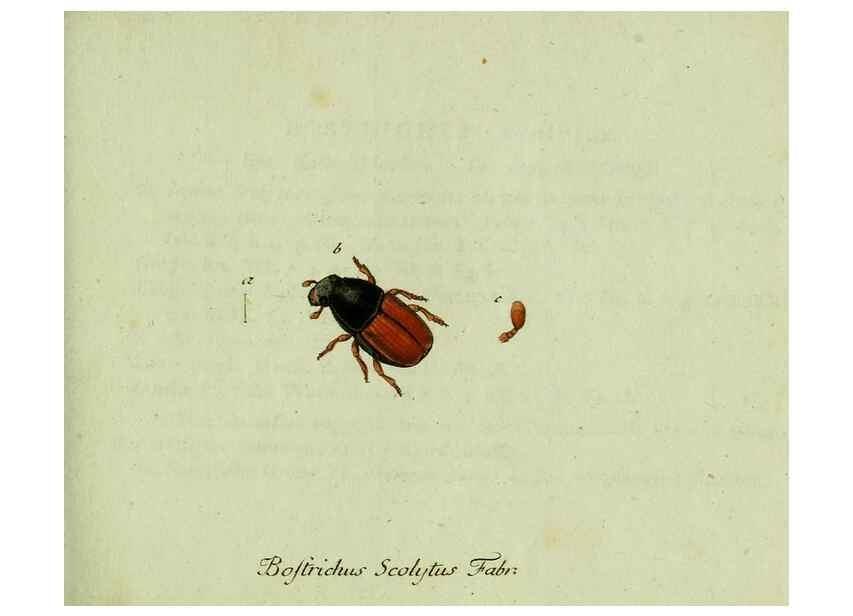 Reproducción/Reproduction 36327698766: Favnae insectorvm Germanicae initia, oder, Deutschlands Insecten /. Nürnberg :In den Felseckerschen Buchhandlung,1796-1813.