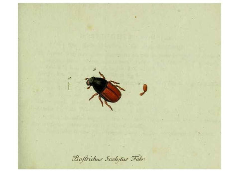 Reproducción/Reproduction 36327698766: Favnae insectorvm Germanicae initia, oder, Deutschlands Insecten /. Nürnberg :In den Felseckerschen Buchhandlung,1796-1813.