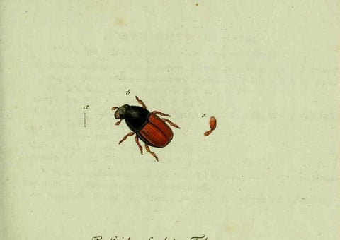 Reproducción/Reproduction 36327698766: Favnae insectorvm Germanicae initia, oder, Deutschlands Insecten /. Nürnberg :In den Felseckerschen Buchhandlung,1796-1813.