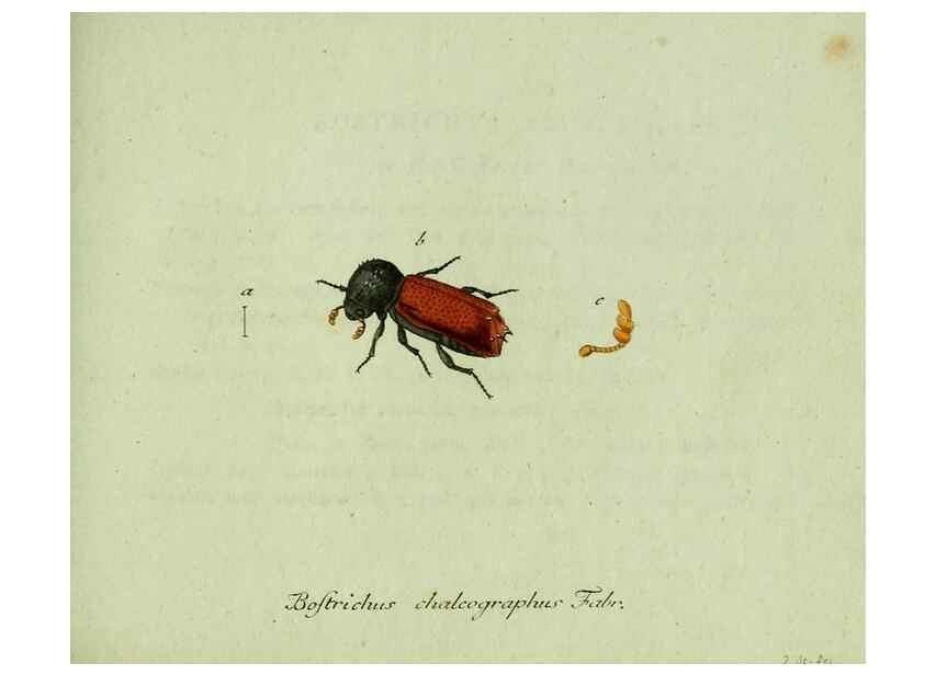 Reproducción/Reproduction 36327695546: Favnae insectorvm Germanicae initia, oder, Deutschlands Insecten /. Nürnberg :In den Felseckerschen Buchhandlung,1796-1813.