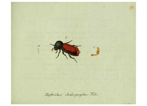 Reproducción/Reproduction 36327695546: Favnae insectorvm Germanicae initia, oder, Deutschlands Insecten /. Nürnberg :In den Felseckerschen Buchhandlung,1796-1813.