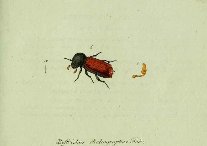 Reproducción/Reproduction 36327695546: Favnae insectorvm Germanicae initia, oder, Deutschlands Insecten /. Nürnberg :In den Felseckerschen Buchhandlung,1796-1813.